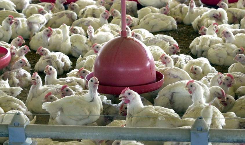 UE proíbe importação da carne de frango de 20 frigoríficos brasileiros