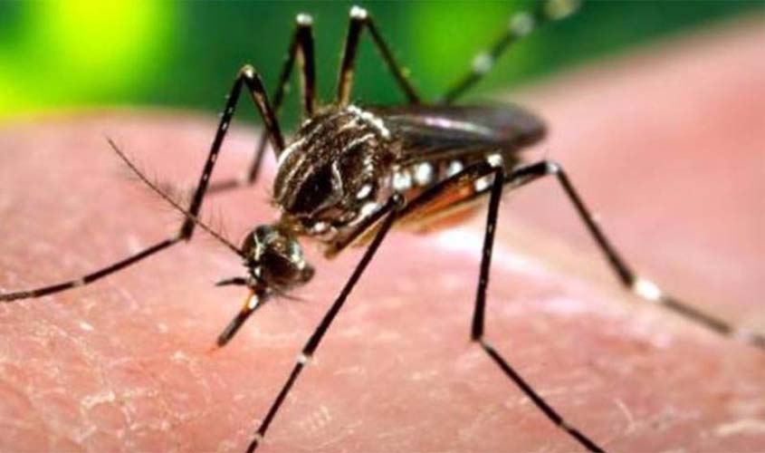 Justiça autoriza empresa a comercializar Aedes aegypti modificado