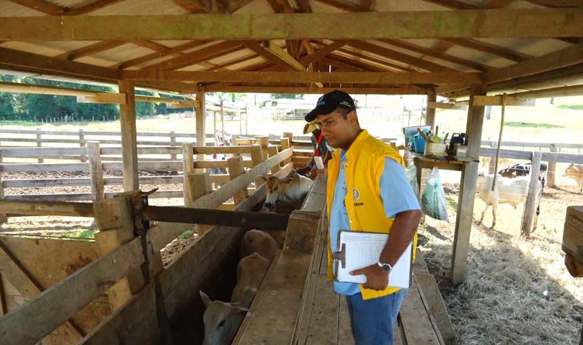Vacinação assistida contra aftosa vai imunizar 130 mil cabeças em 2.500 propriedades de Rondônia