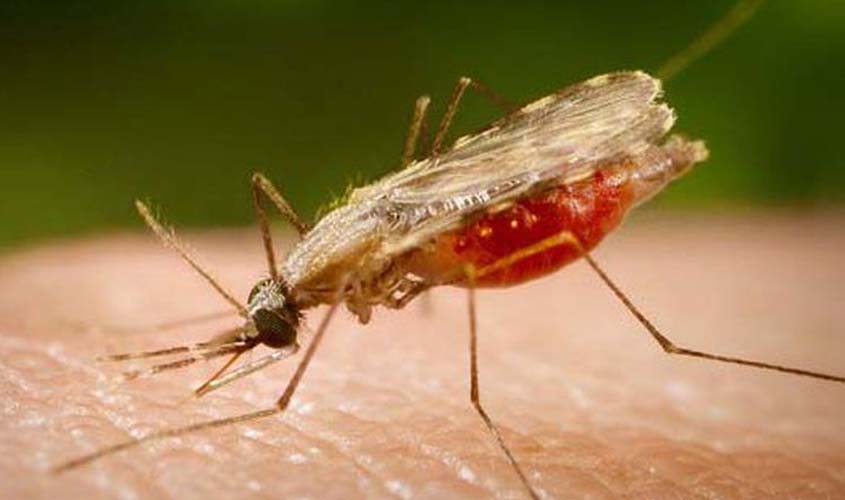 Dia Mundial da Malária: OMS alerta que progresso contra a doença parou